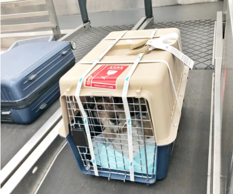 台州宠物托运 宠物托运公司 机场宠物托运 宠物空运